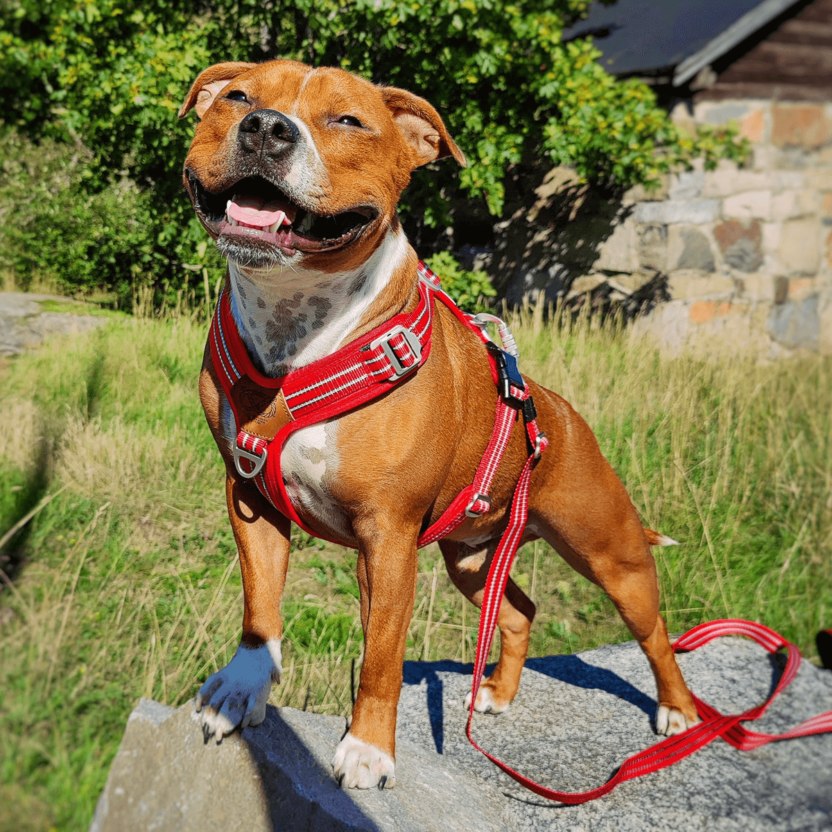 Harness Staffordshire Bull Terrier 1935®