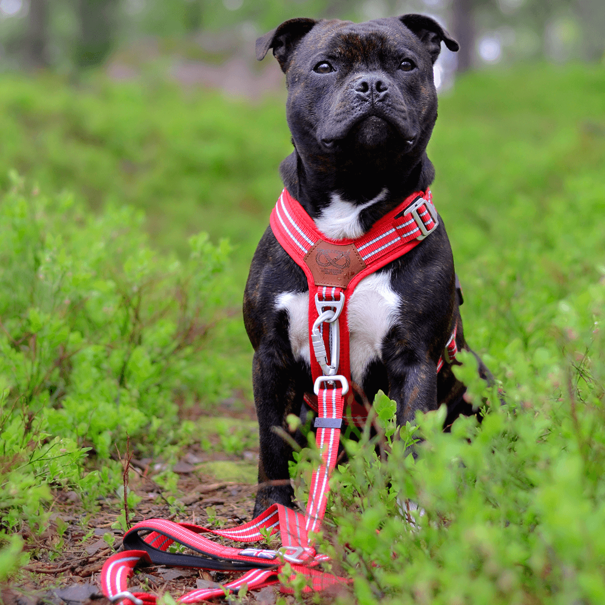 Harness Staffordshire Bull Terrier 1935®