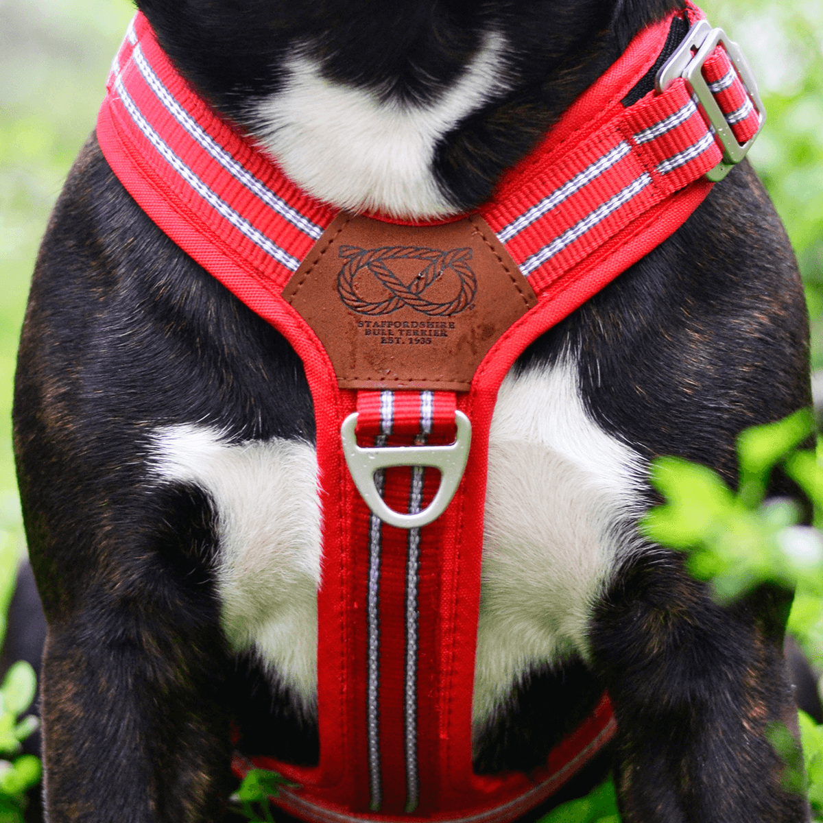 Harness Staffordshire Bull Terrier 1935®