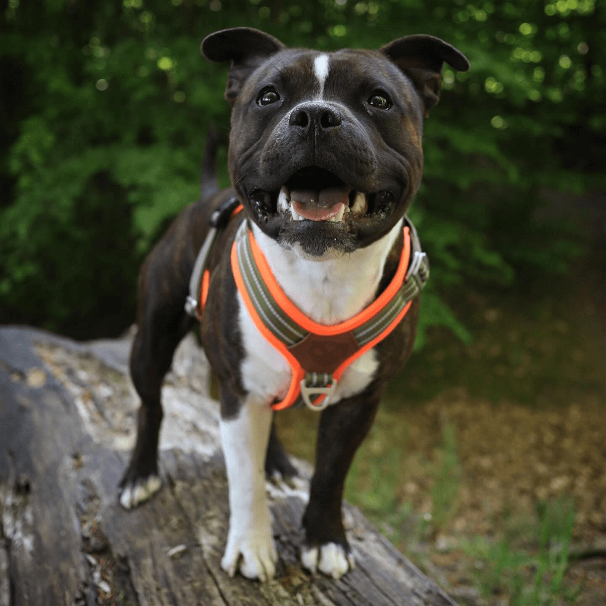 Staffordshire Bull Terrier 1935® Nylon Harness & Leash Set