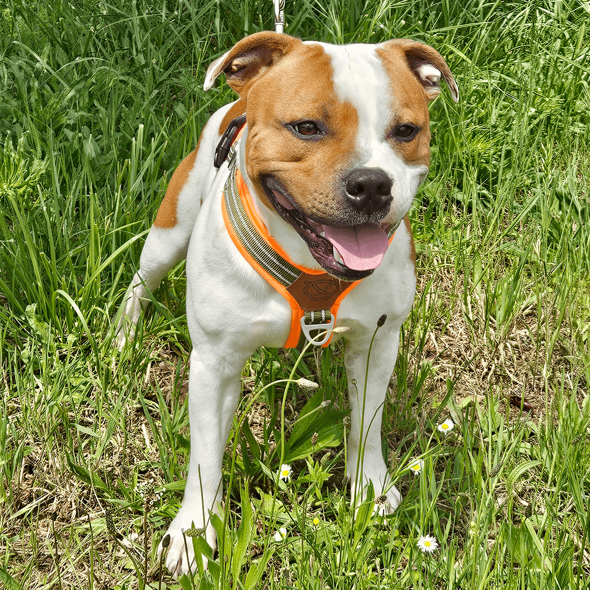 Staffordshire Bull Terrier 1935® Nylon Harness & Leash Set