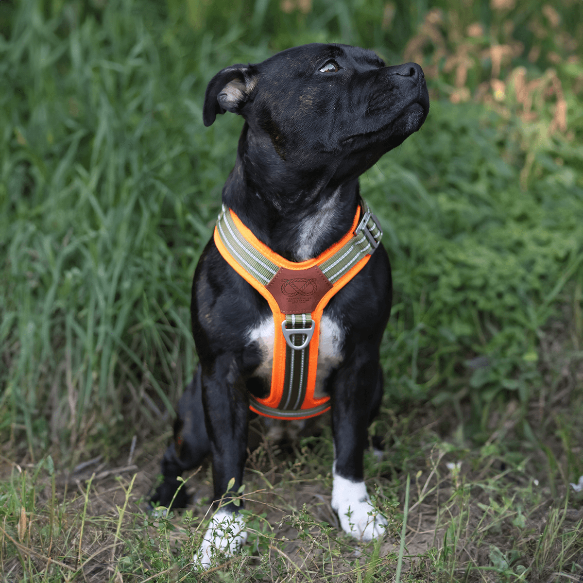 Staffordshire Bull Terrier 1935® Harness & Leash Set - Stitch Edition - Green & Neon Orange