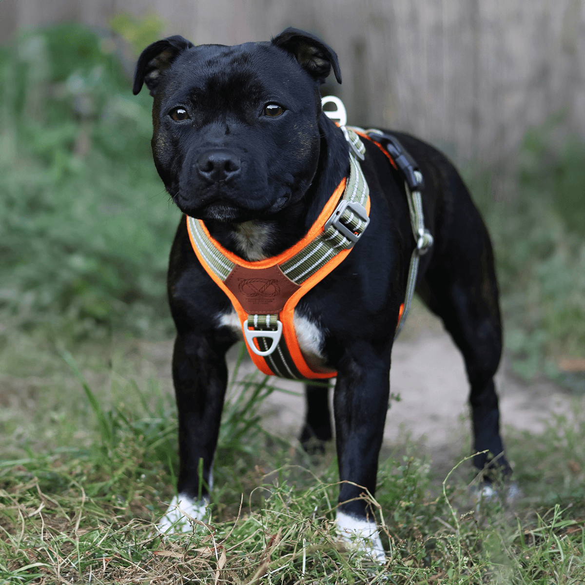 Staffordshire Bull Terrier 1935® Harness & Leash Set - Stitch Edition - Green & Neon Orange