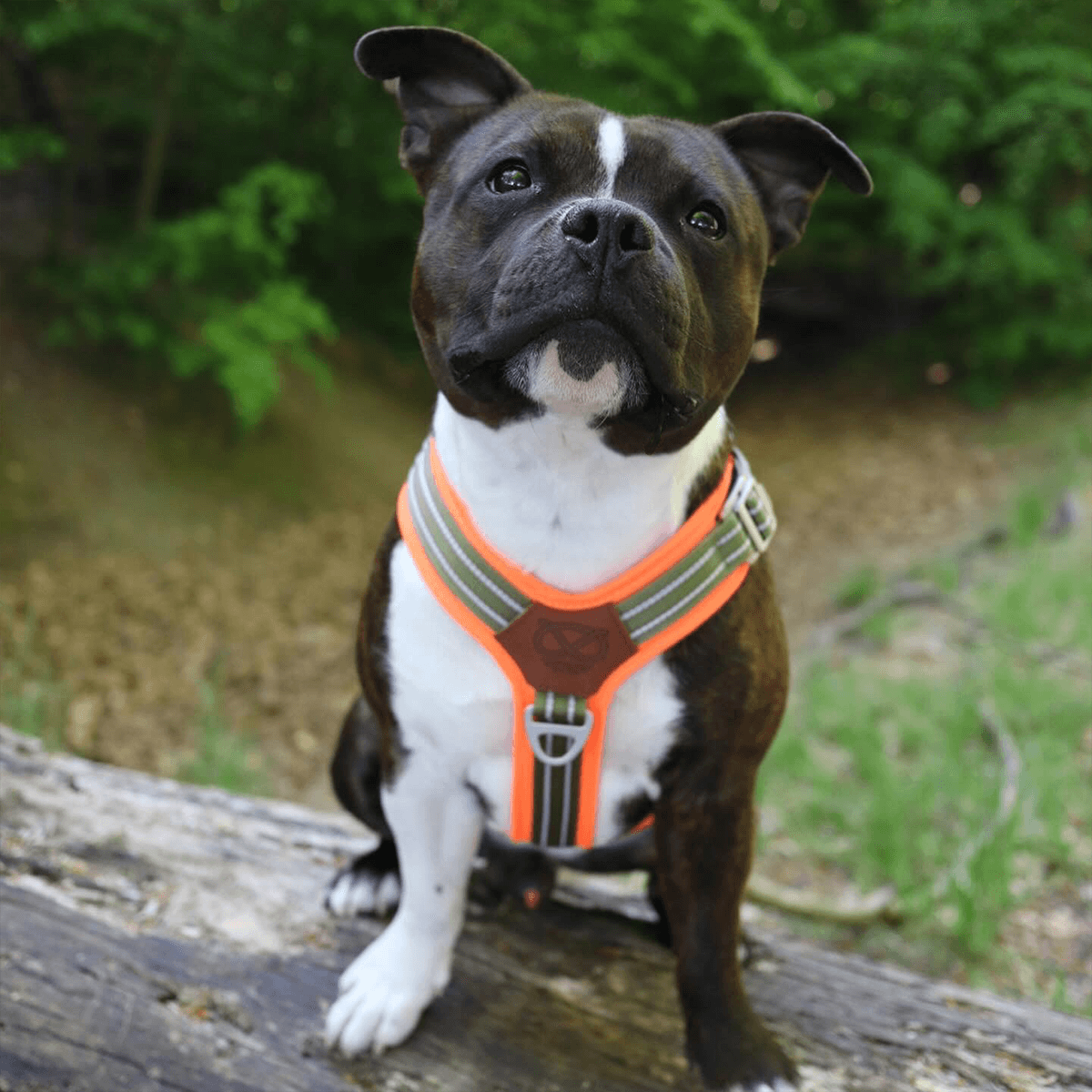 Staffordshire Bull Terrier 1935® Nylon Harness & Leash Set