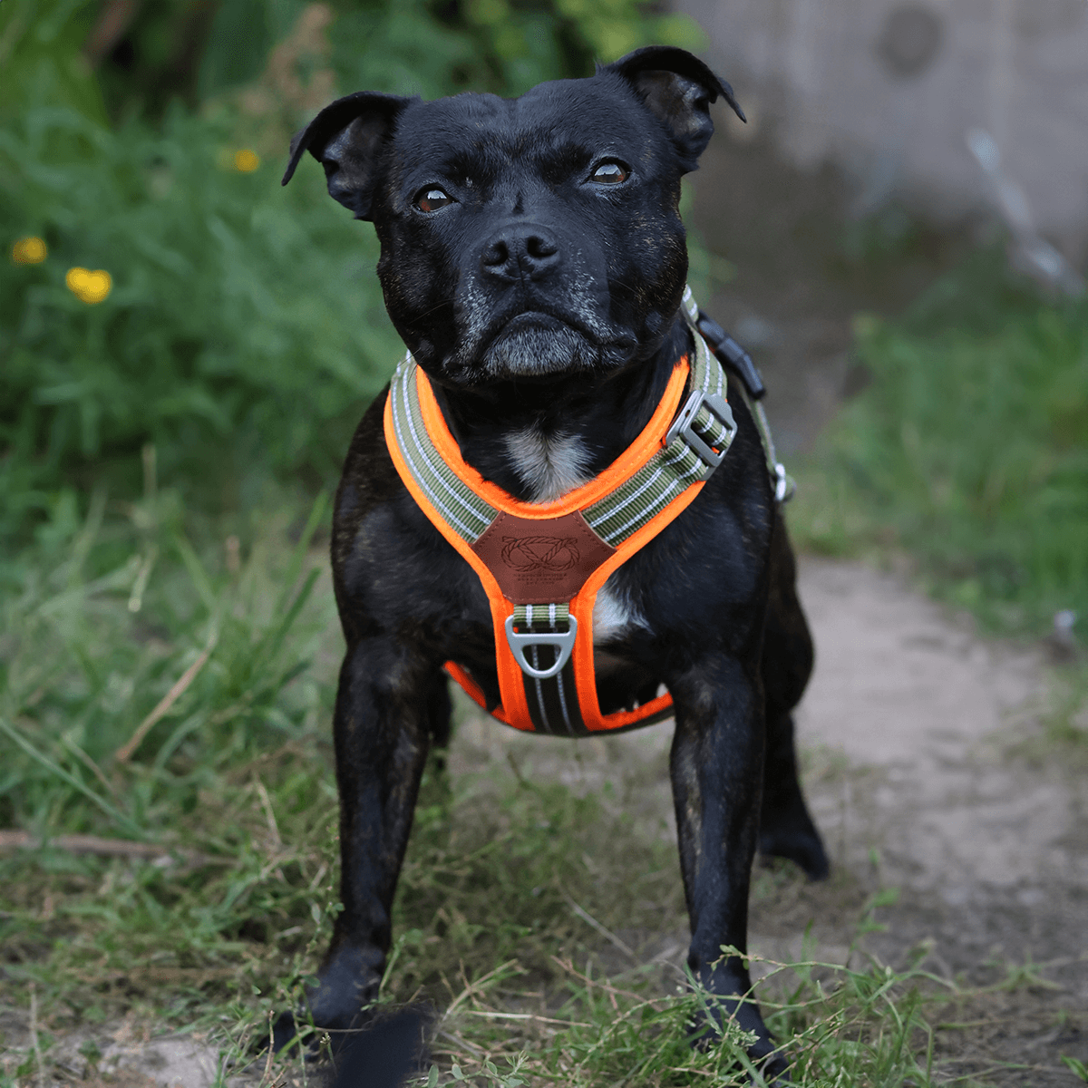 Staffordshire Bull Terrier 1935® Harness & Leash Set - Stitch Edition - Green & Neon Orange