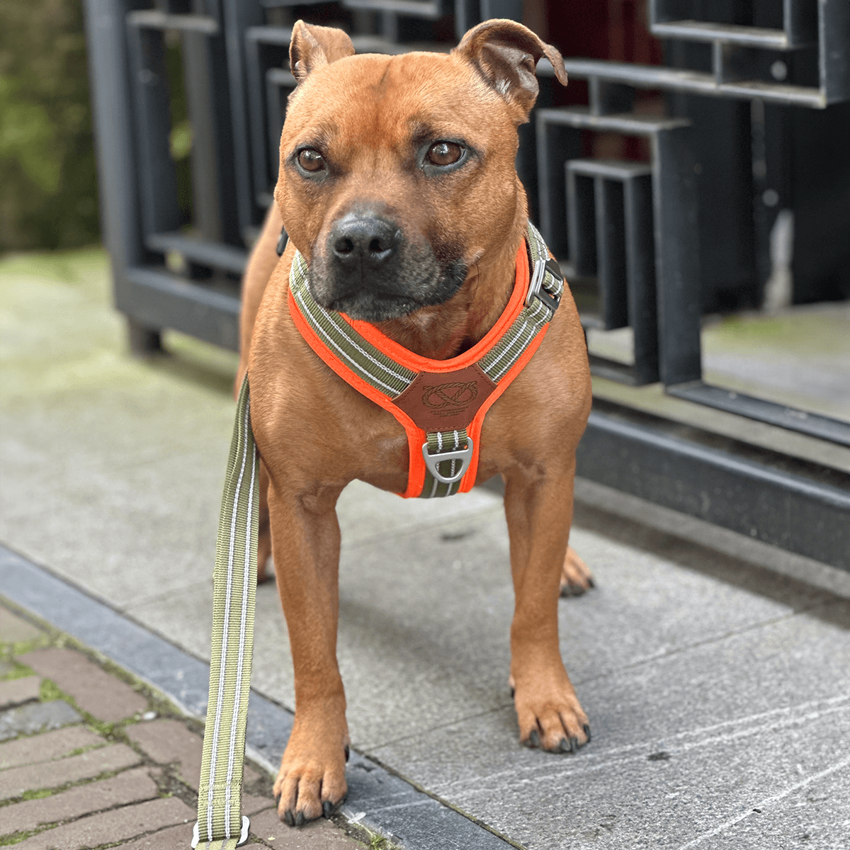 Staffordshire Bull Terrier 1935® Nylon Harness & Leash Set