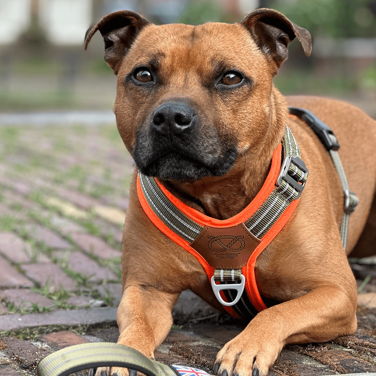 Staffordshire Bull Terrier 1935® Nylon Harness & Leash Set