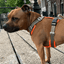 Staffordshire Bull Terrier 1935® Nylon Harness & Leash Set