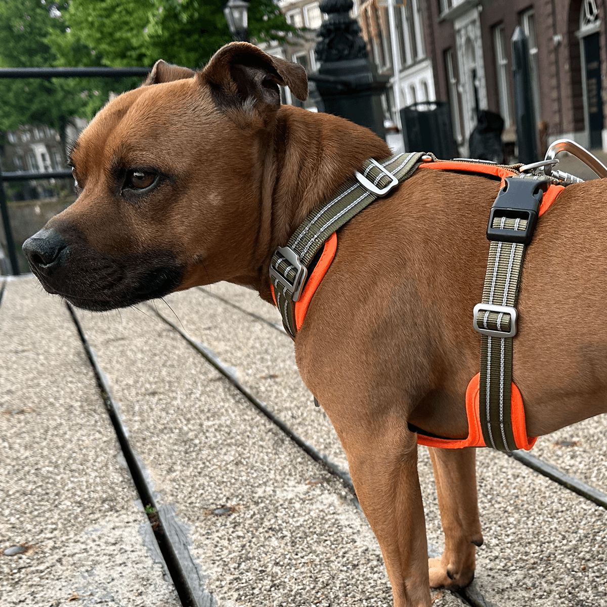 Staffordshire Bull Terrier 1935® Nylon Harness & Leash Set