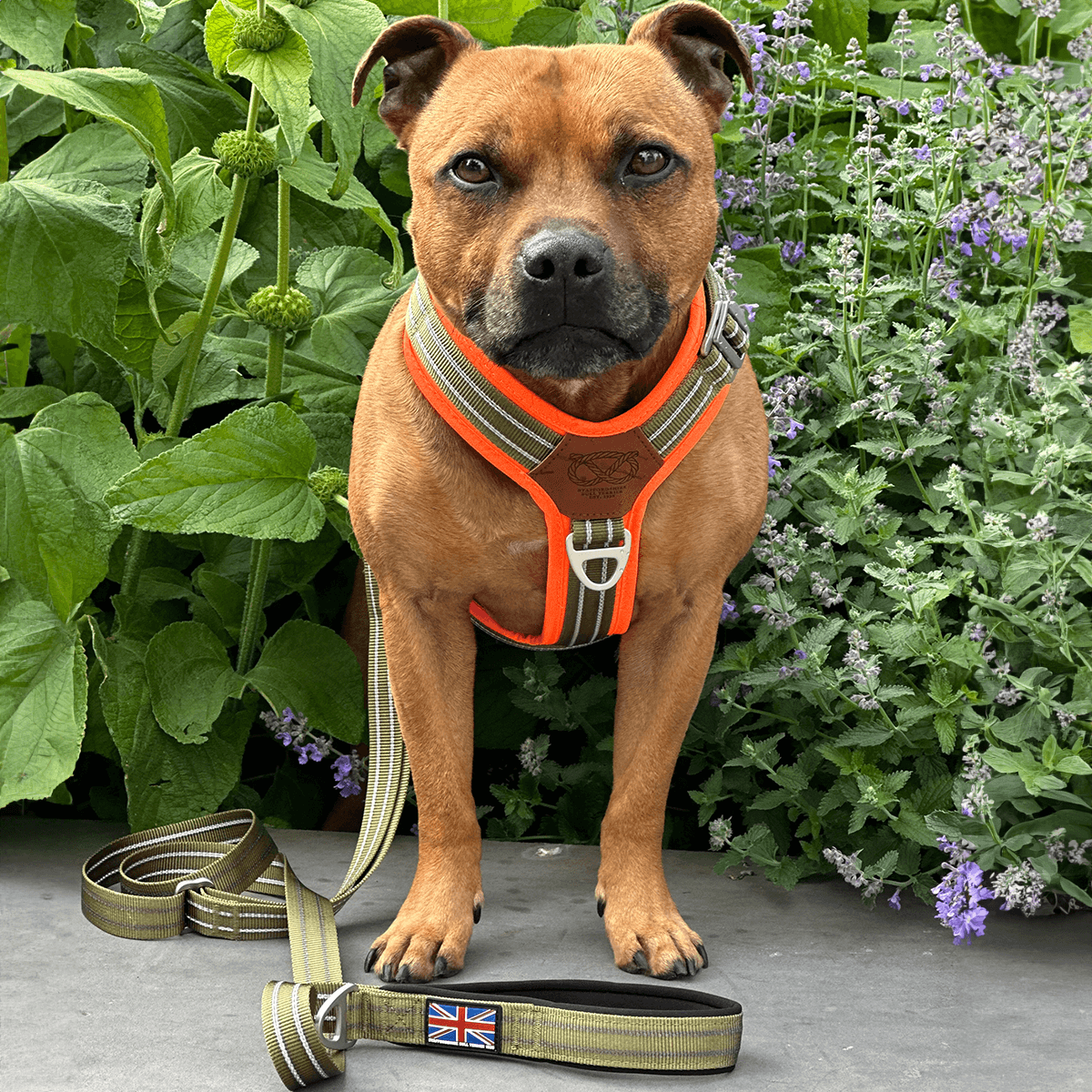 Staffordshire Bull Terrier 1935® Nylon Harness & Leash Set