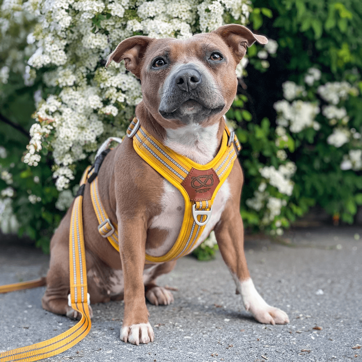 Staffordshire Bull Terrier 1935® Harness & Leash Set - Yellow