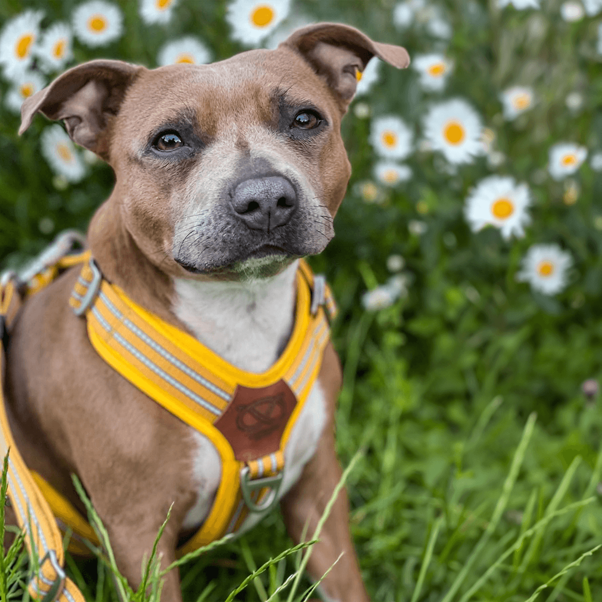 Staffordshire Bull Terrier 1935® Harness & Leash Set - Yellow