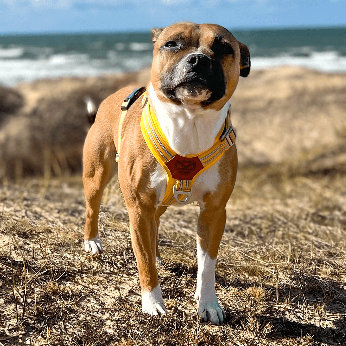 Harness Staffordshire Bull Terrier 1935®