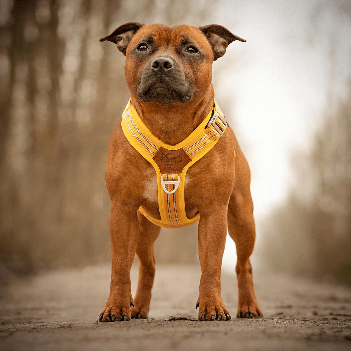 Staffordshire Bull Terrier 1935® Harness & Leash Set - Yellow