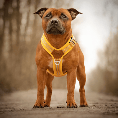 Staffordshire Bull Terrier 1935® Harness & Leash Set - Yellow