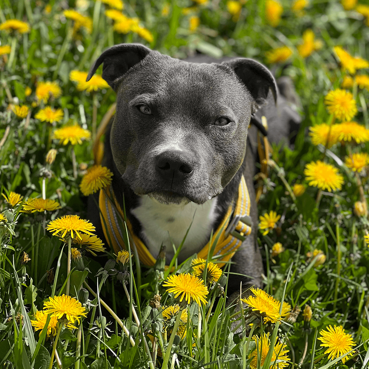 Harness Staffordshire Bull Terrier 1935®