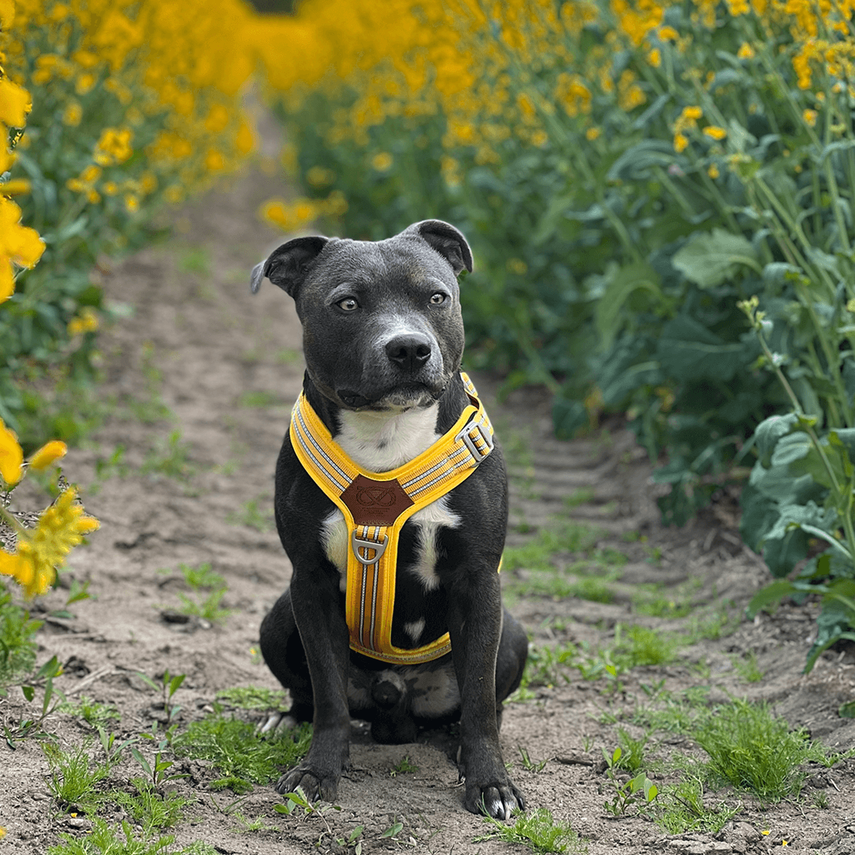 Harness Staffordshire Bull Terrier 1935®