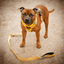 Staffordshire Bull Terrier 1935® Harness & Leash Set - Yellow