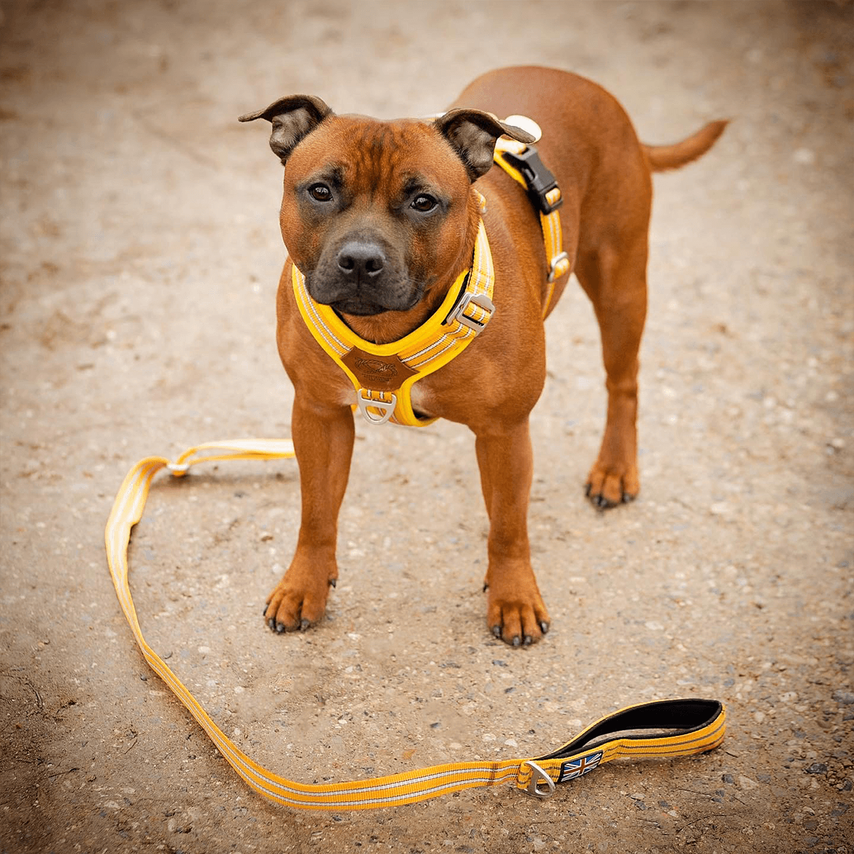 Staffordshire Bull Terrier 1935® Harness & Leash Set - Yellow