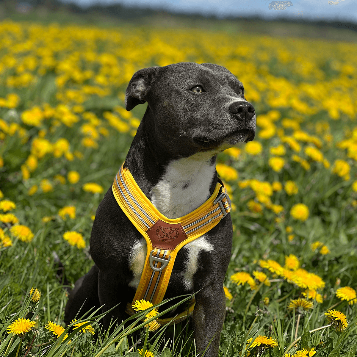 Harness Staffordshire Bull Terrier 1935®