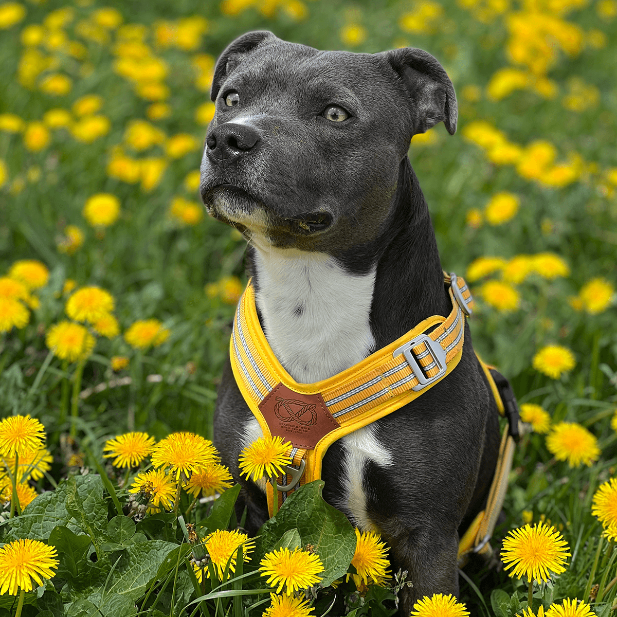 Harness Staffordshire Bull Terrier 1935®