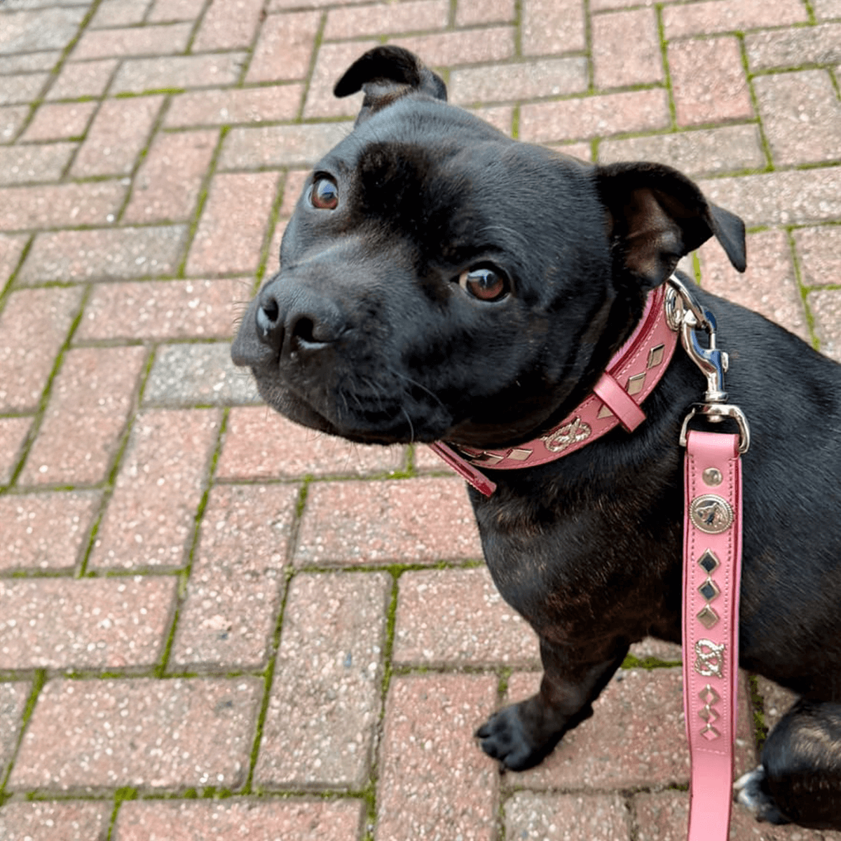 Staffordshire Bull Terrier 1935® Leather Collar & Leash Set - Gentleman Jim - Baby Pink/Silver