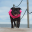 Staffordshire Bull Terrier 1935® Life Jacket - Neon Pink