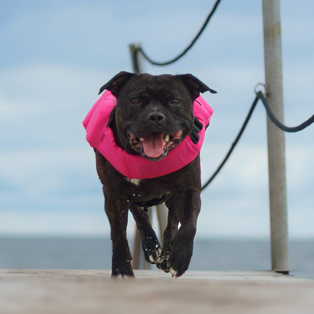 Staffordshire Bull Terrier 1935® Life Jacket - Neon Pink
