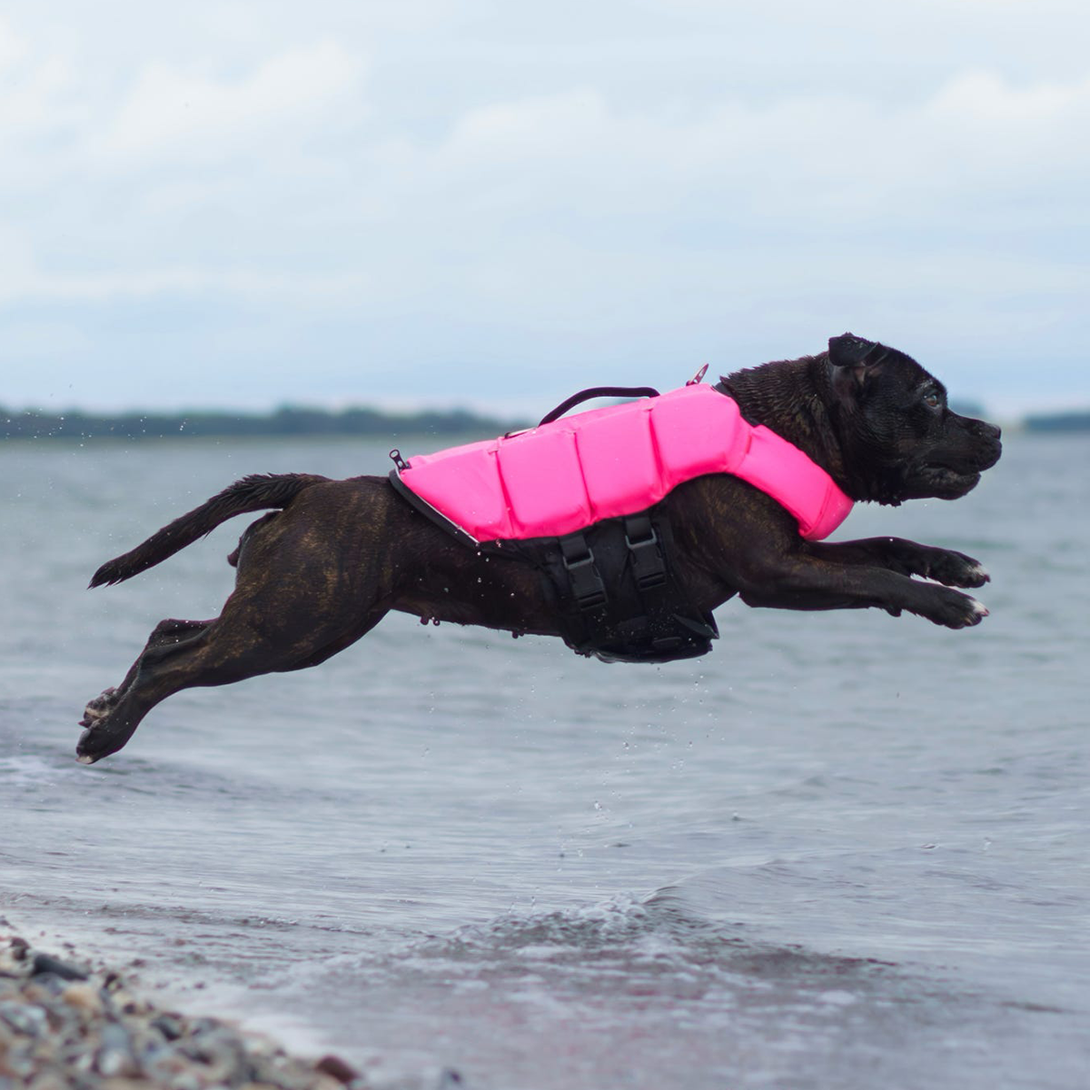 Staffordshire Bull Terrier 1935® Life Jacket - Neon Pink
