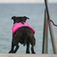 Staffordshire Bull Terrier 1935® Life Jacket - Neon Pink