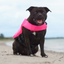 Staffordshire Bull Terrier 1935® Life Jacket - Neon Pink