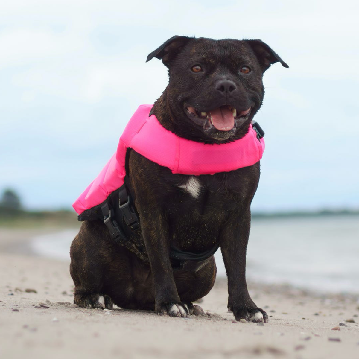 Staffordshire Bull Terrier 1935® Life Jacket - Neon Pink