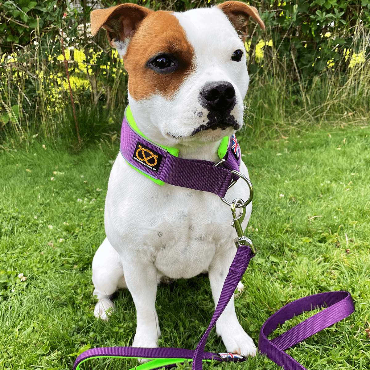 Martingale Collar - Staffordshire Bull Terrier 1935®