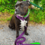 Staffordshire Bull Terrier 1935® Nylon Leash