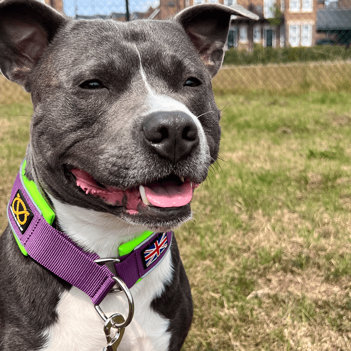 Martingale Collar - Staffordshire Bull Terrier 1935®