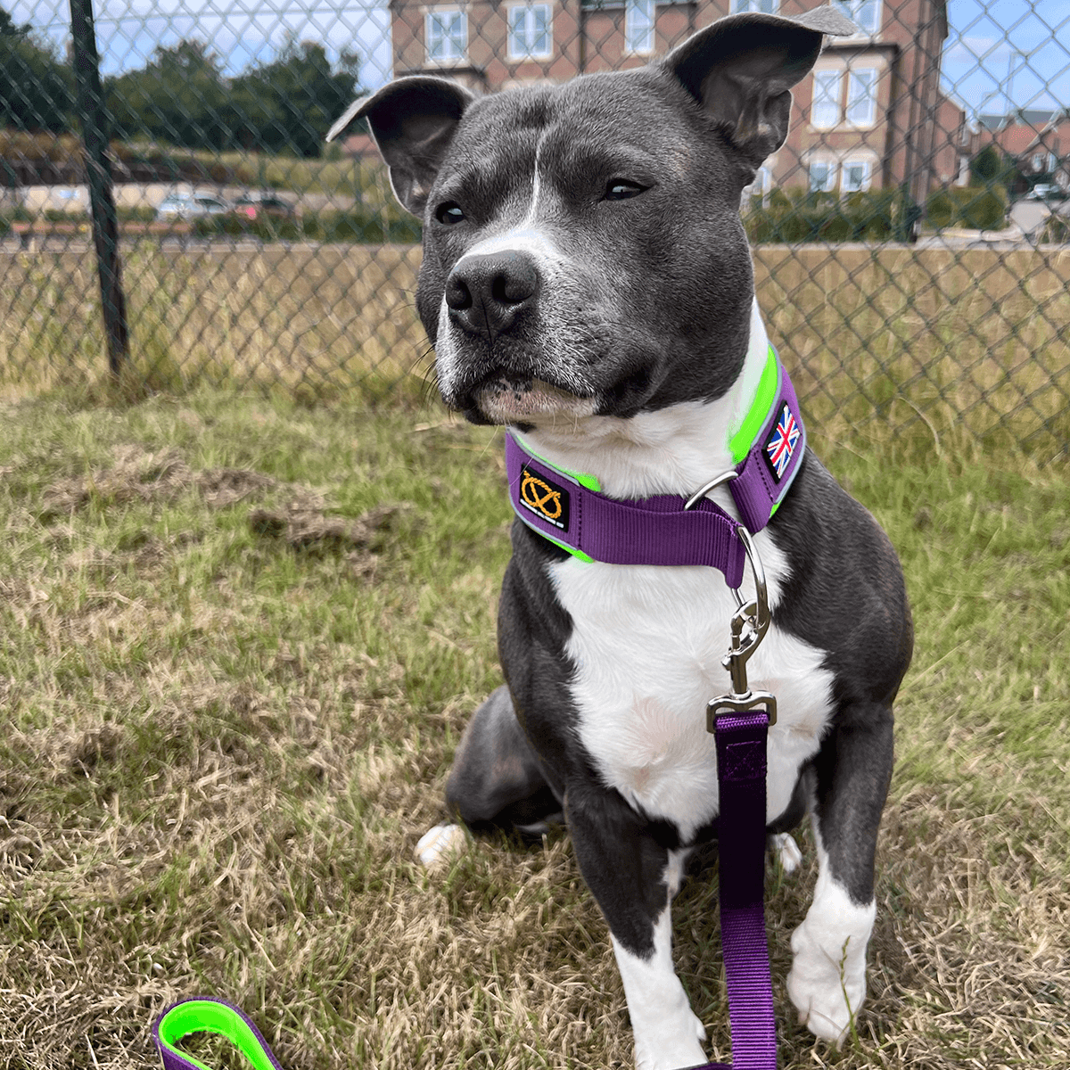 Martingale Collar - Staffordshire Bull Terrier 1935®