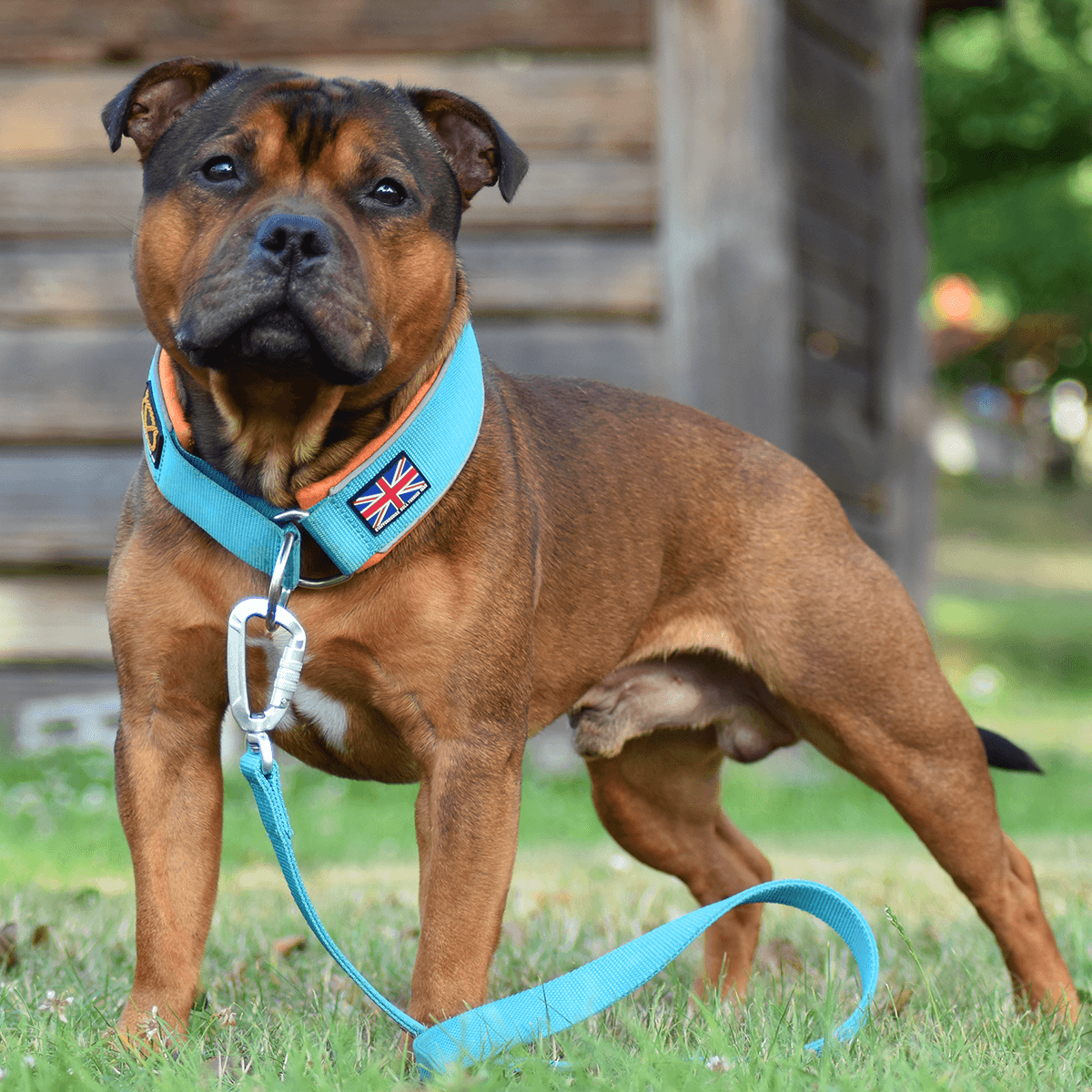 Staffordshire Bull Terrier 1935® Martingale Collar 