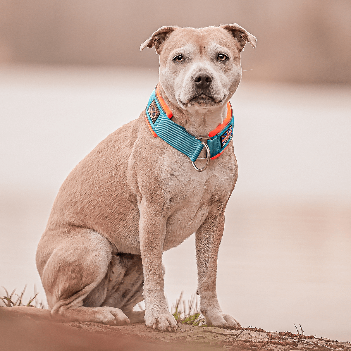 Staffordshire Bull Terrier 1935® Martingale Collar 