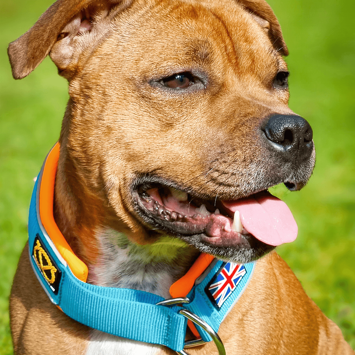 Staffordshire Bull Terrier 1935® Martingale Collar 