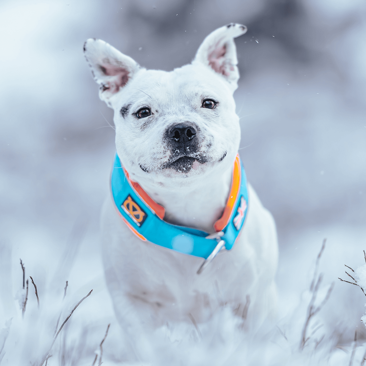 Staffordshire Bull Terrier 1935® Martingale Collar 