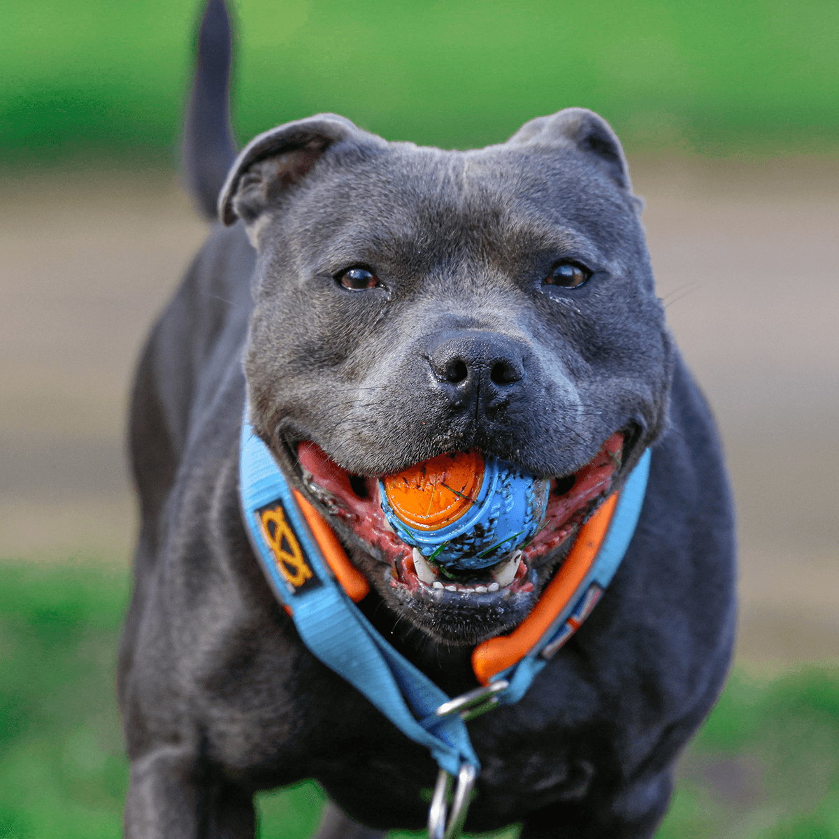 Staffordshire Bull Terrier 1935® Martingale Collar 