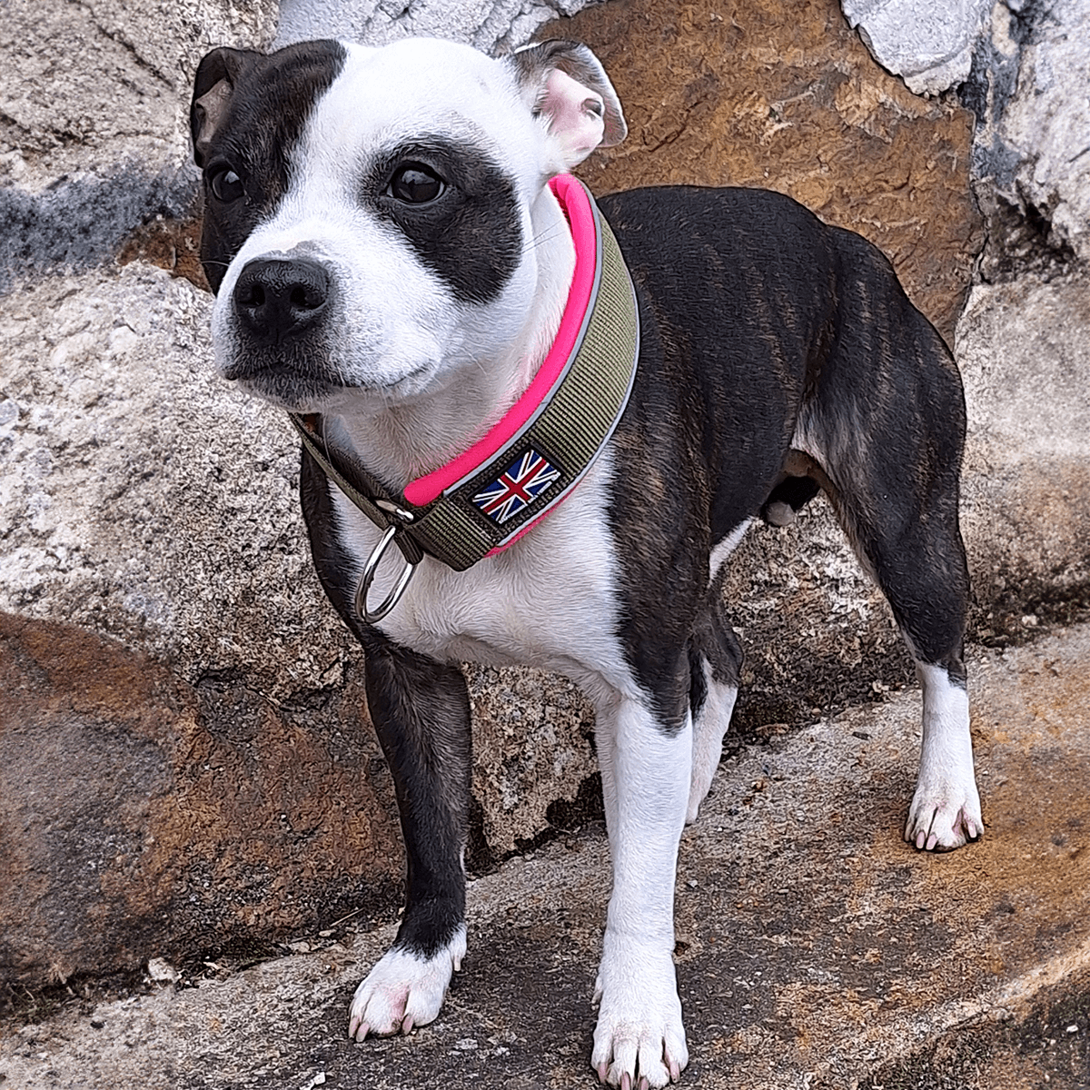 Staffordshire Bull Terrier 1935® Martingale Collar - Army Pink - Green & Neon Pink