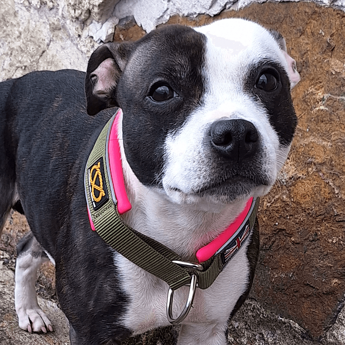 Staffordshire Bull Terrier 1935® Martingale Collar - Army Pink - Green & Neon Pink