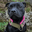 Staffordshire Bull Terrier 1935® Martingale Collar - Army Pink - Green & Neon Pink