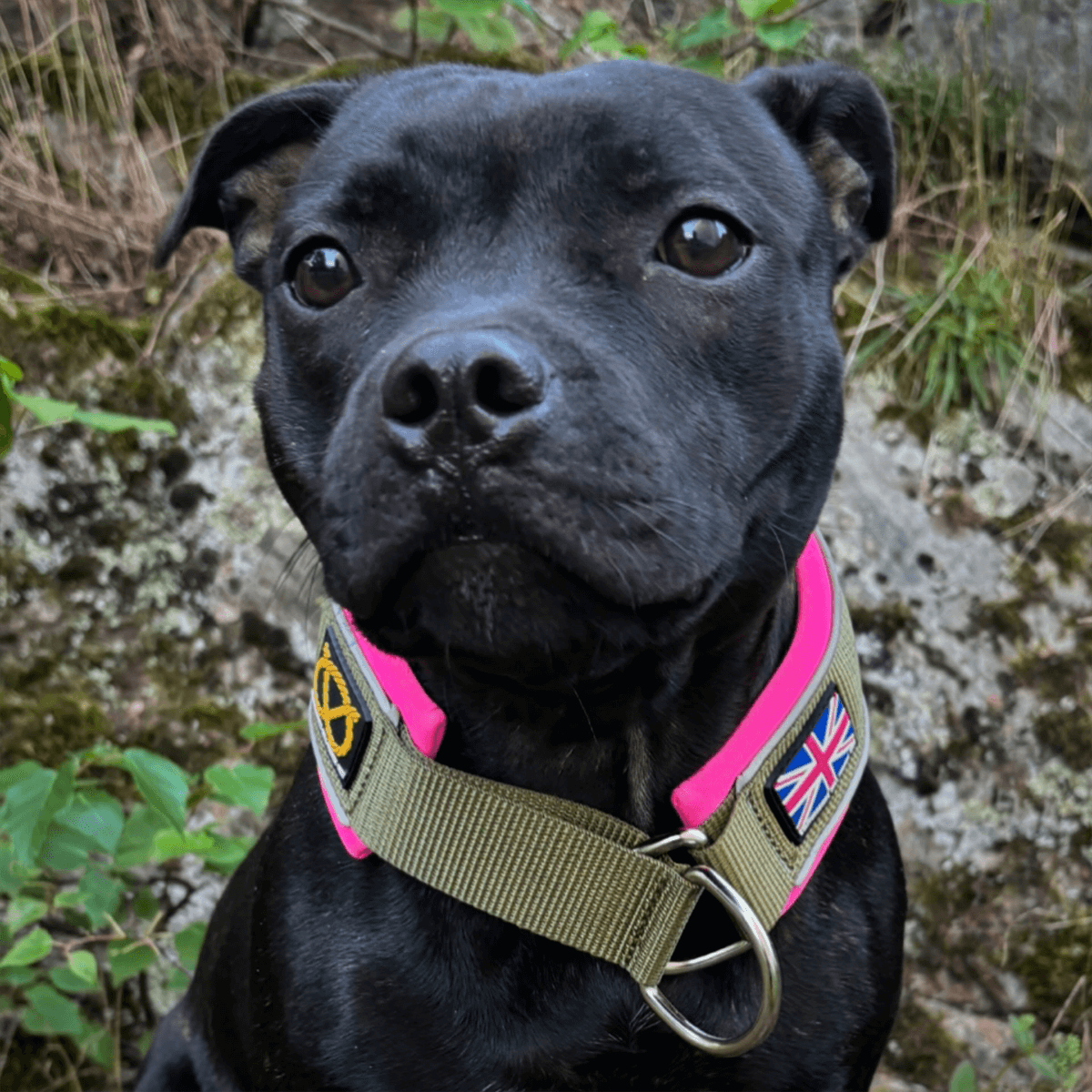 Staffordshire Bull Terrier 1935® Martingale Collar - Army Pink - Green & Neon Pink