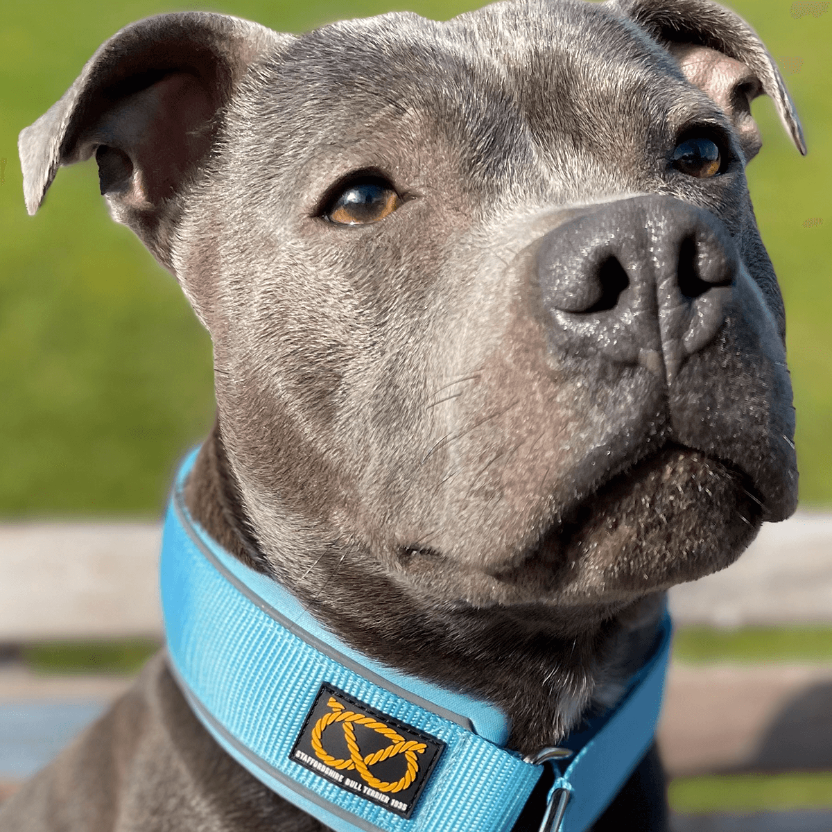 Staffy Martingale Collar - Staffordshire Bull Terrier 1935®