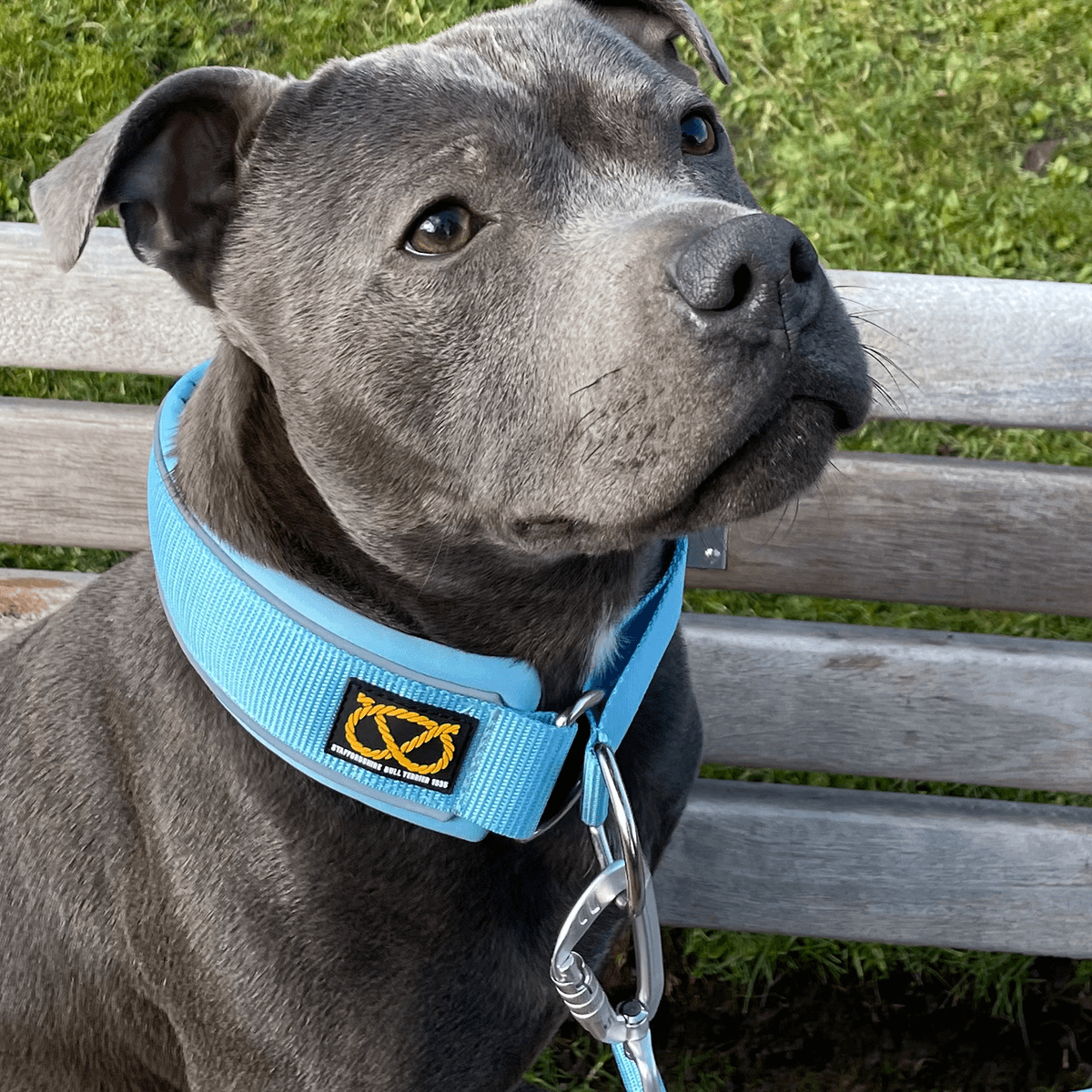 Staffy Martingale Collar - Staffordshire Bull Terrier 1935®