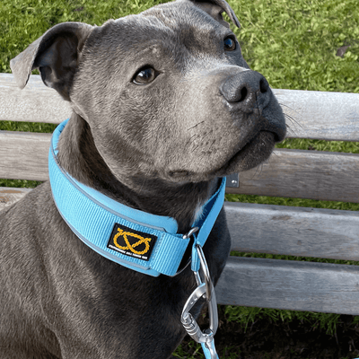 Staffordshire Bull Terrier 1935® Laisse Nylon - Édition Stanley - Bleu Bébé - Mousqueton