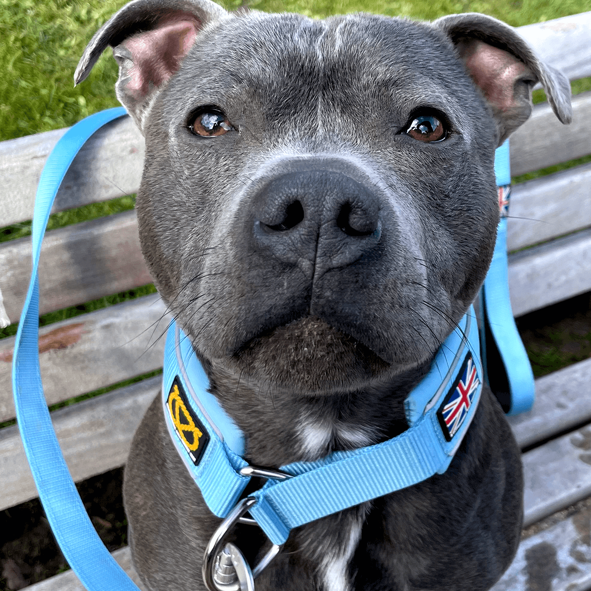 Staffordshire Bull Terrier 1935® Nylon Leash - Stanley Edition - Baby Blue - Carabiner