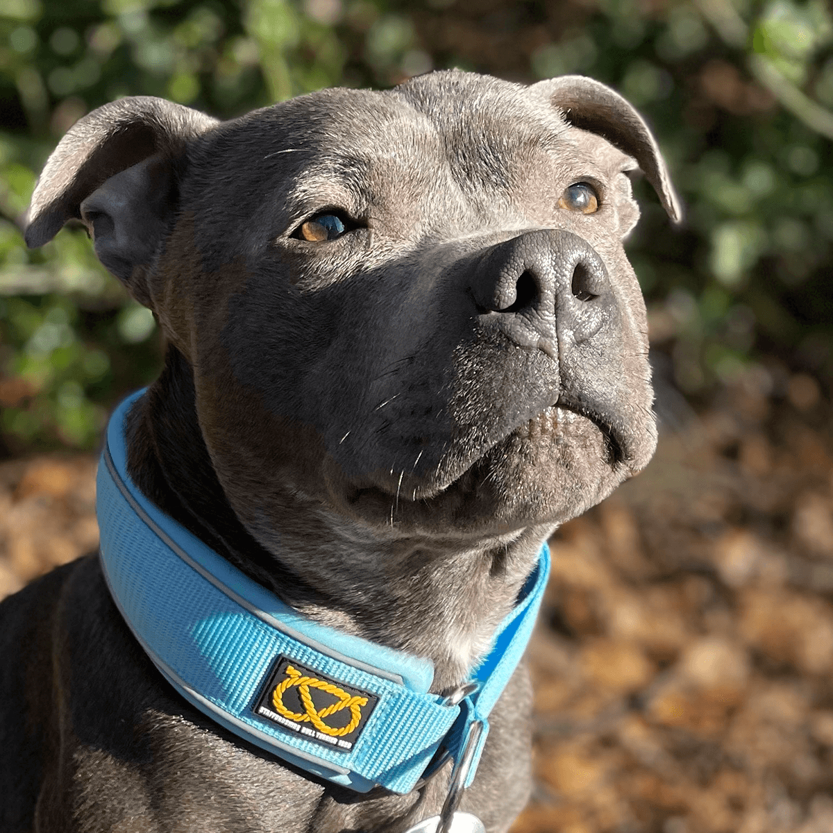 Staffy Martingale Collar - Staffordshire Bull Terrier 1935®